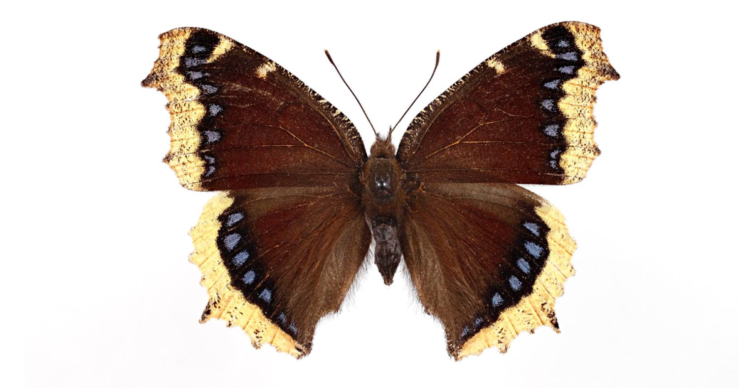 Top view of butterfly with wings, spread widely reveals a dark brown body, hairs antennae and mostly dark wings, highlighted by yellow, fringed tips and some iridescent blue markings.