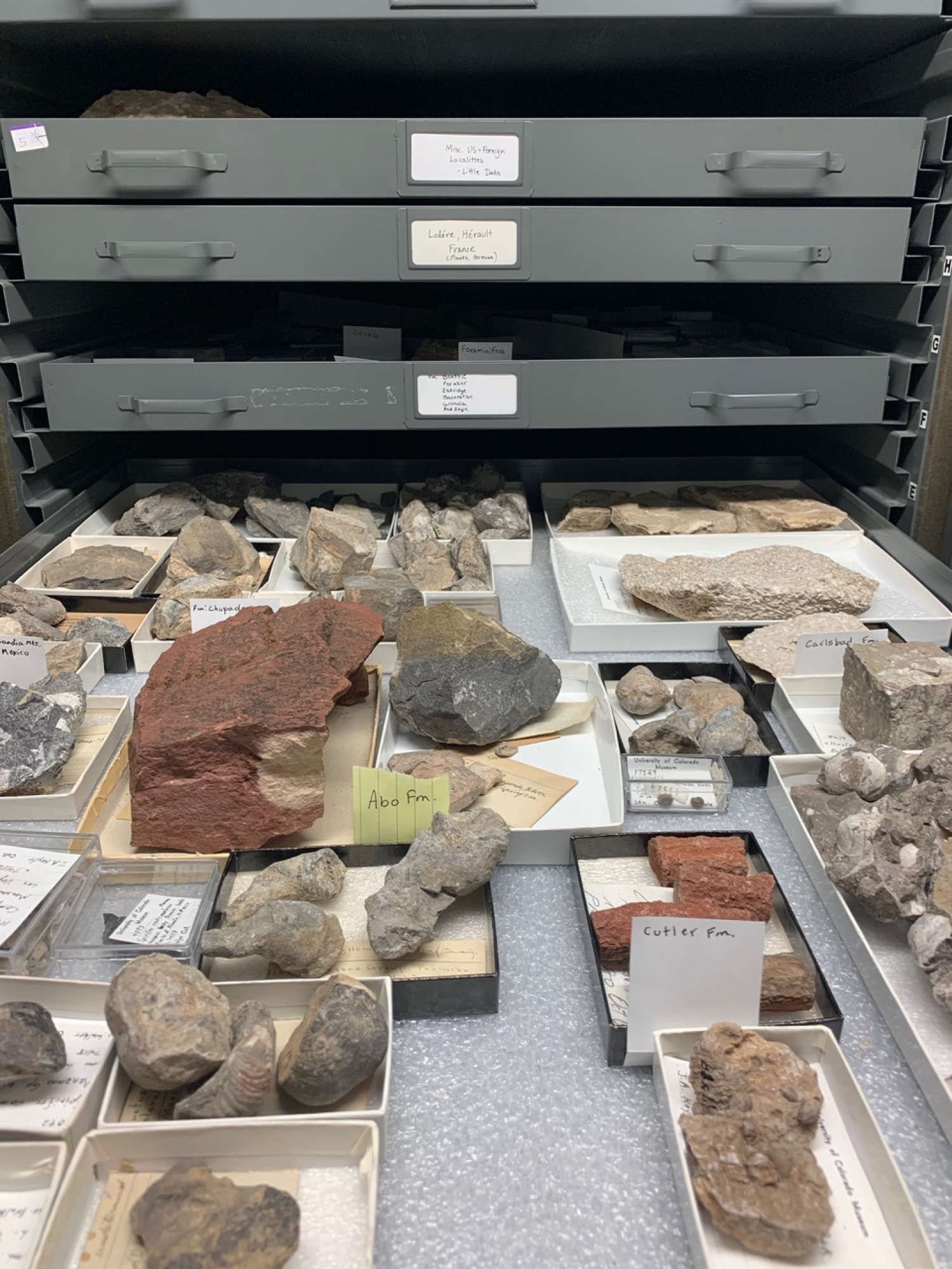 collection drawer with fossils displayed on shelf