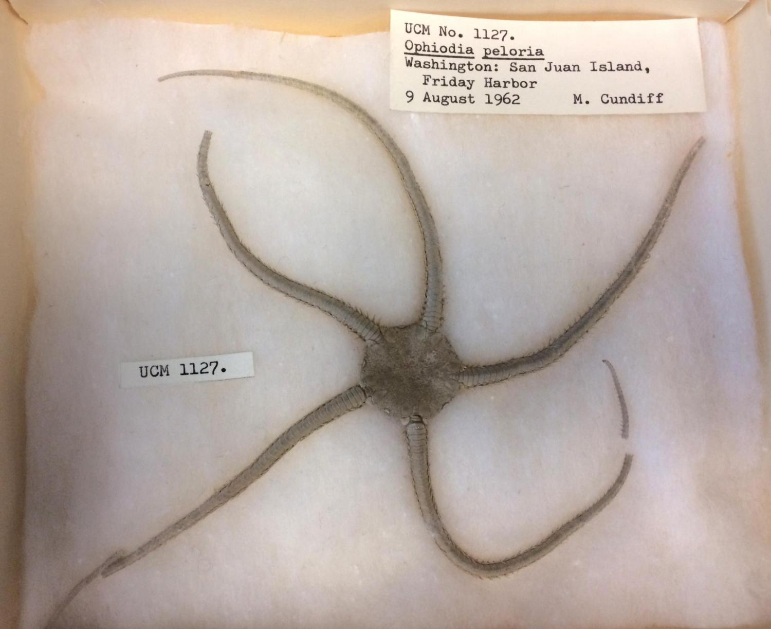 animal with circular boady and five long thin arms branching out like a star
