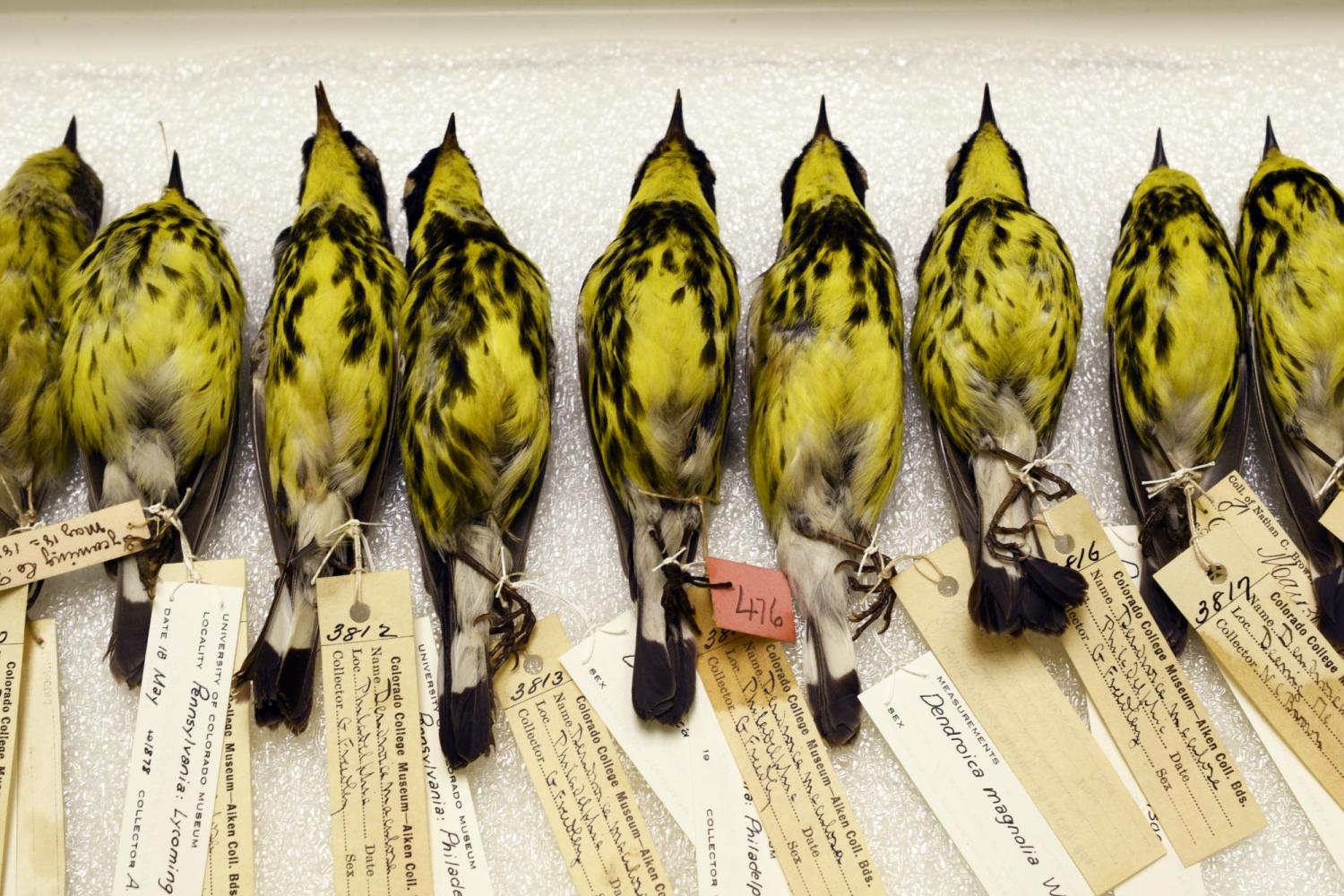 Magnolia Warbler