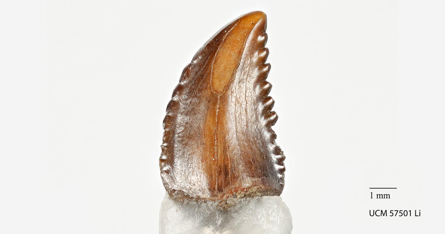 Small brown pointed tooth