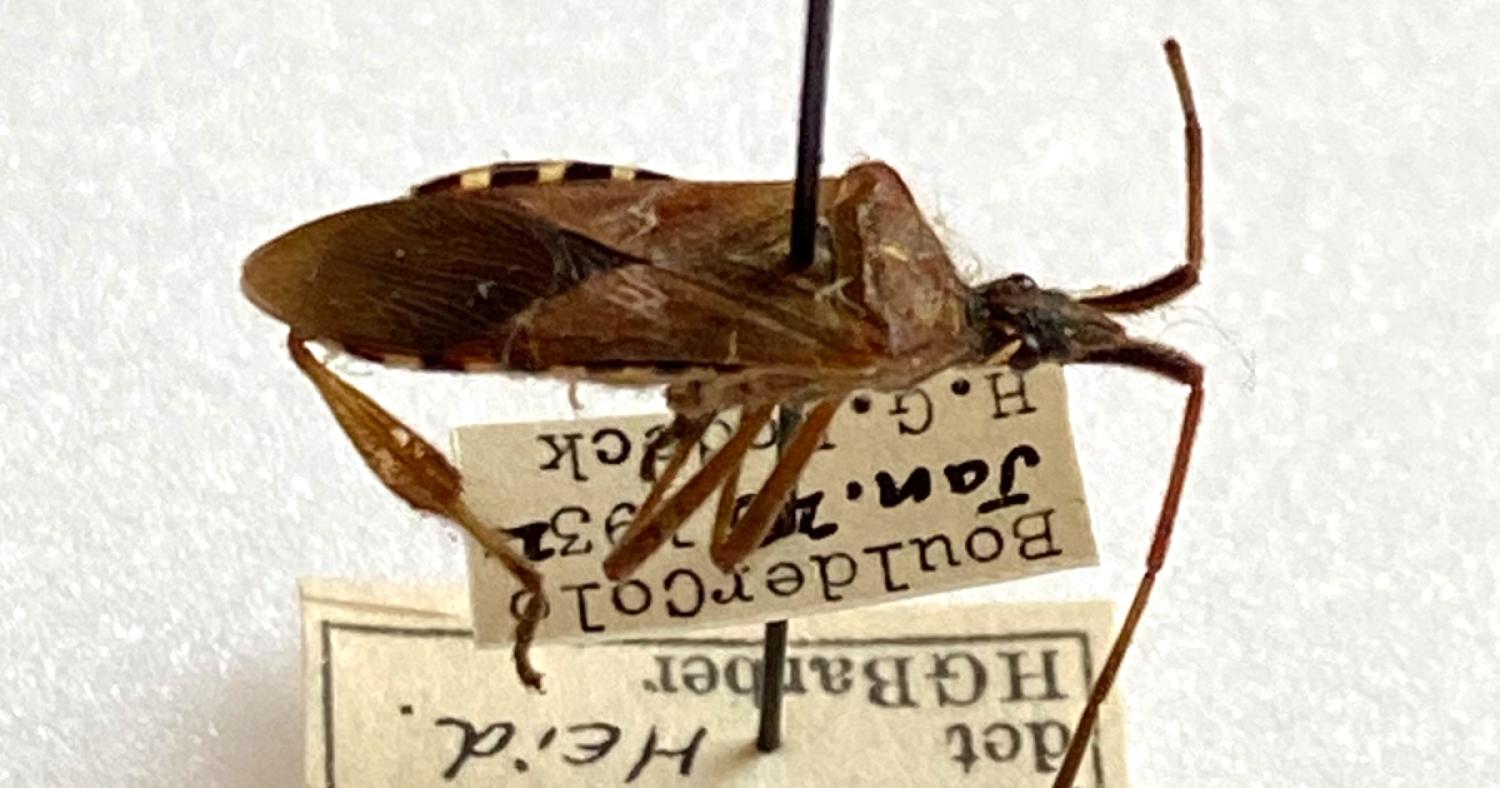 Ovoid brown bug with long antennae