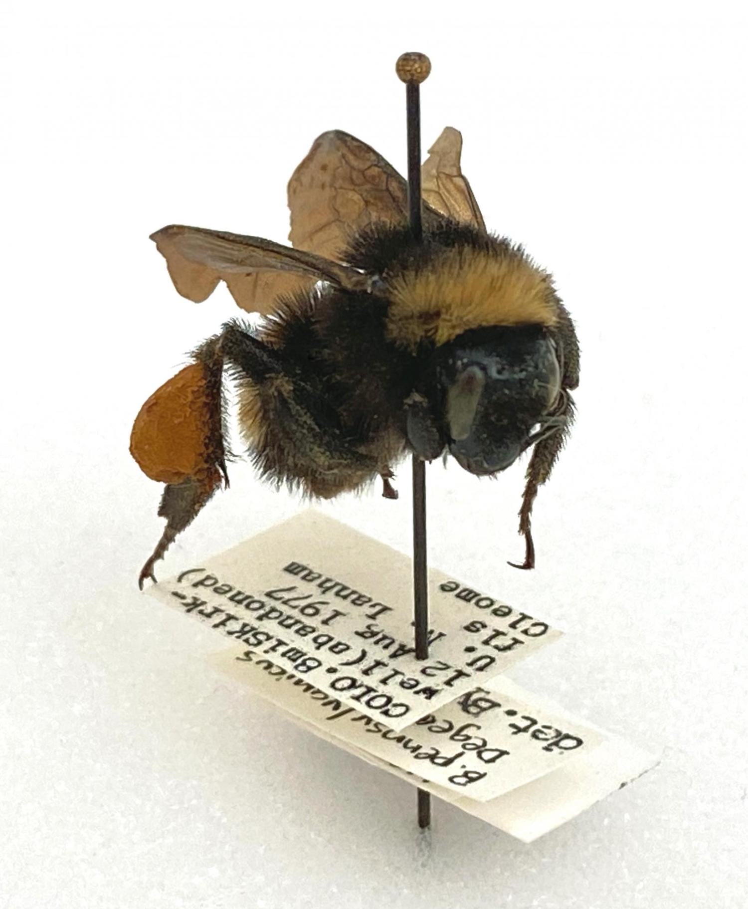 American bumble bee specimen