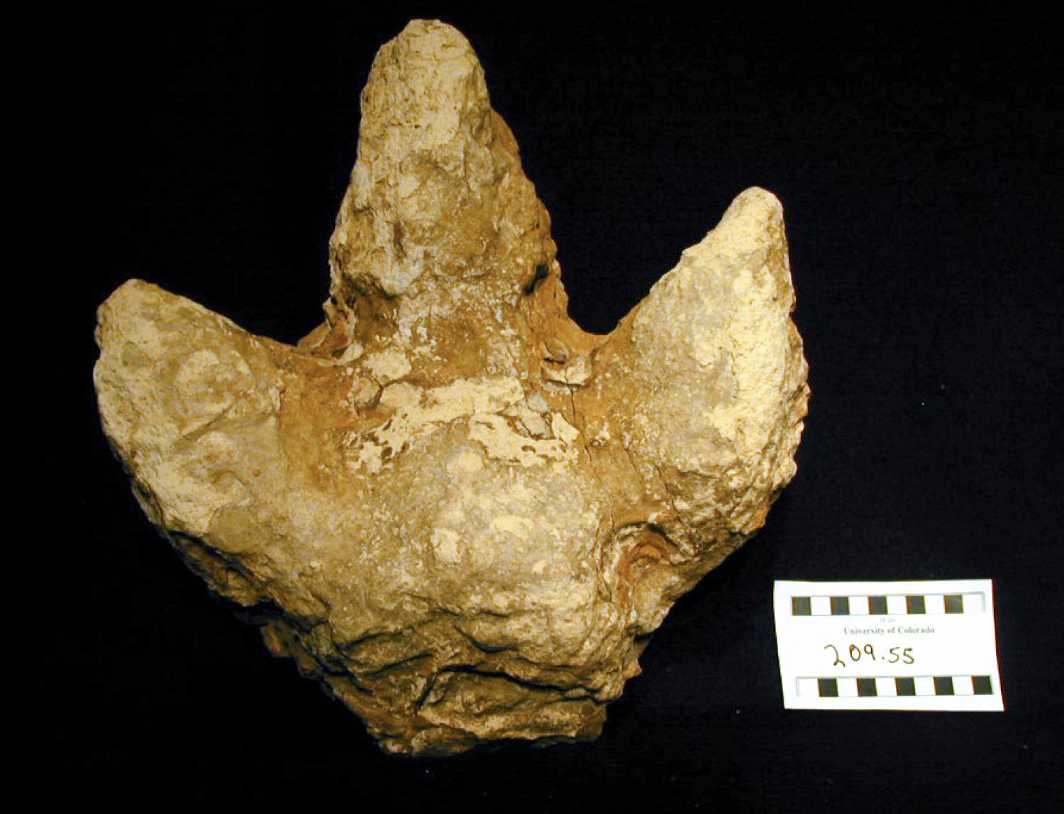 fossilized track with three toes