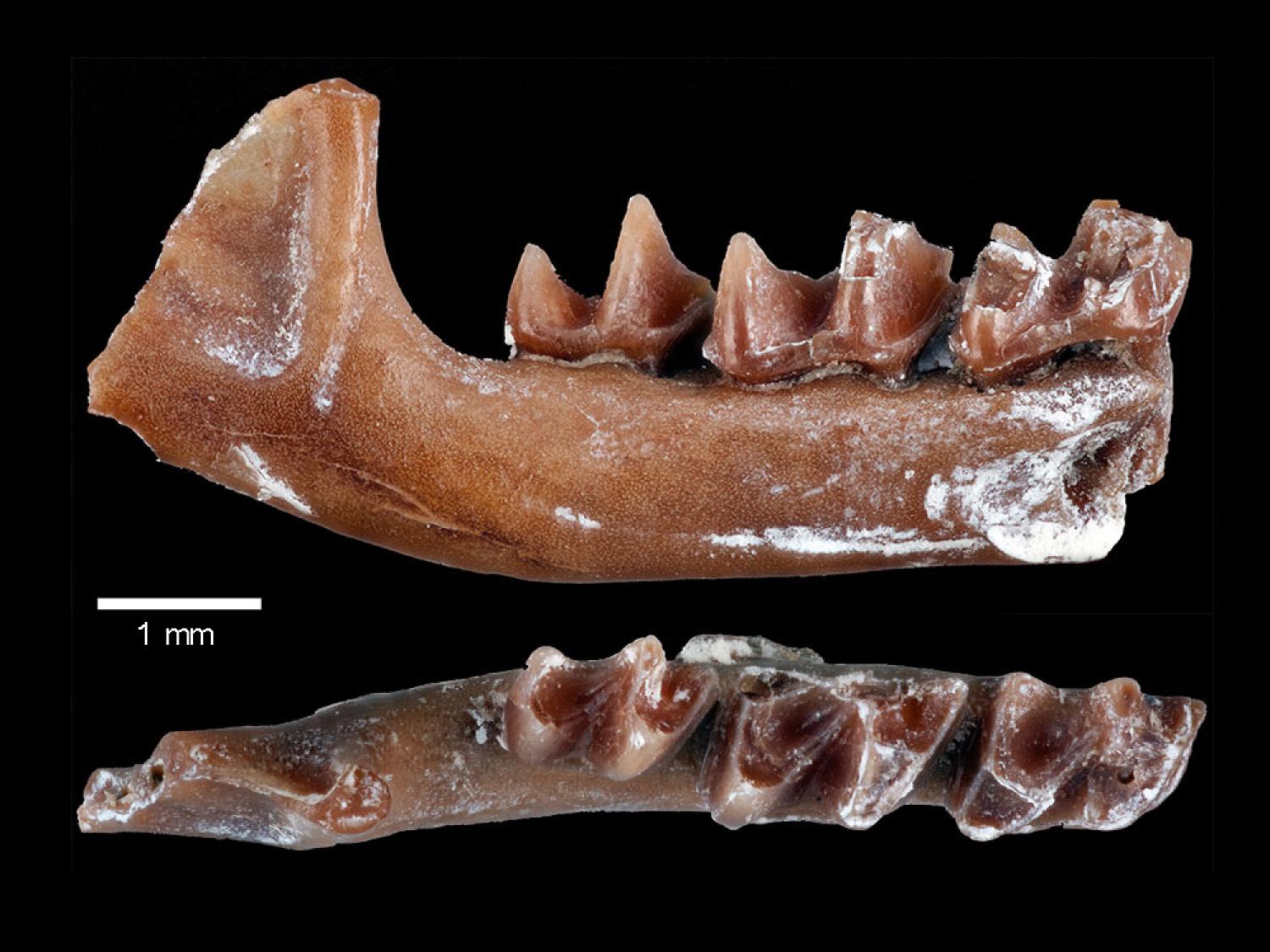 Small jaw bone