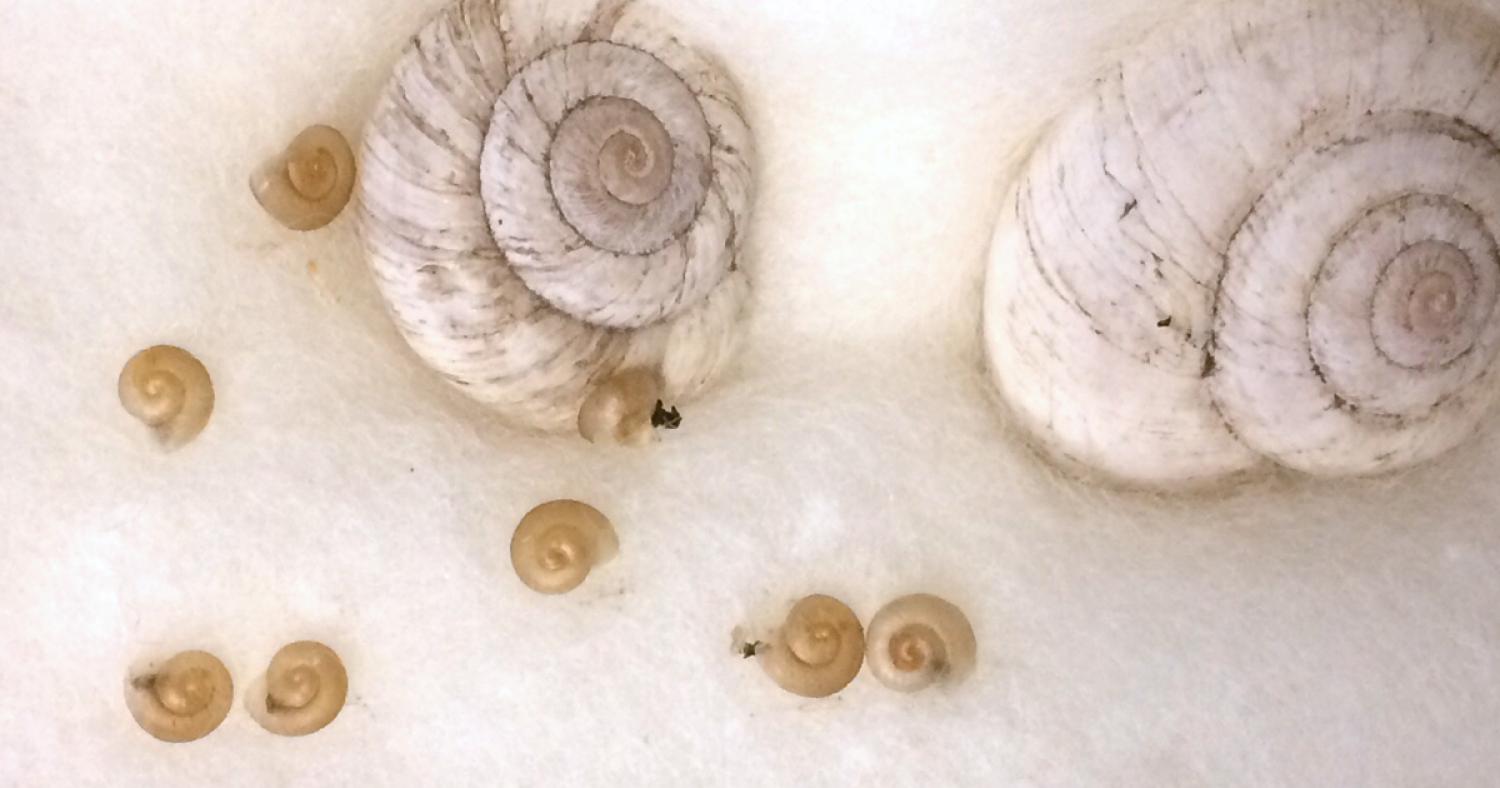 Two large shells, coiling counterclockwise, sit amongst seven snail embryos on a cotton sheet.