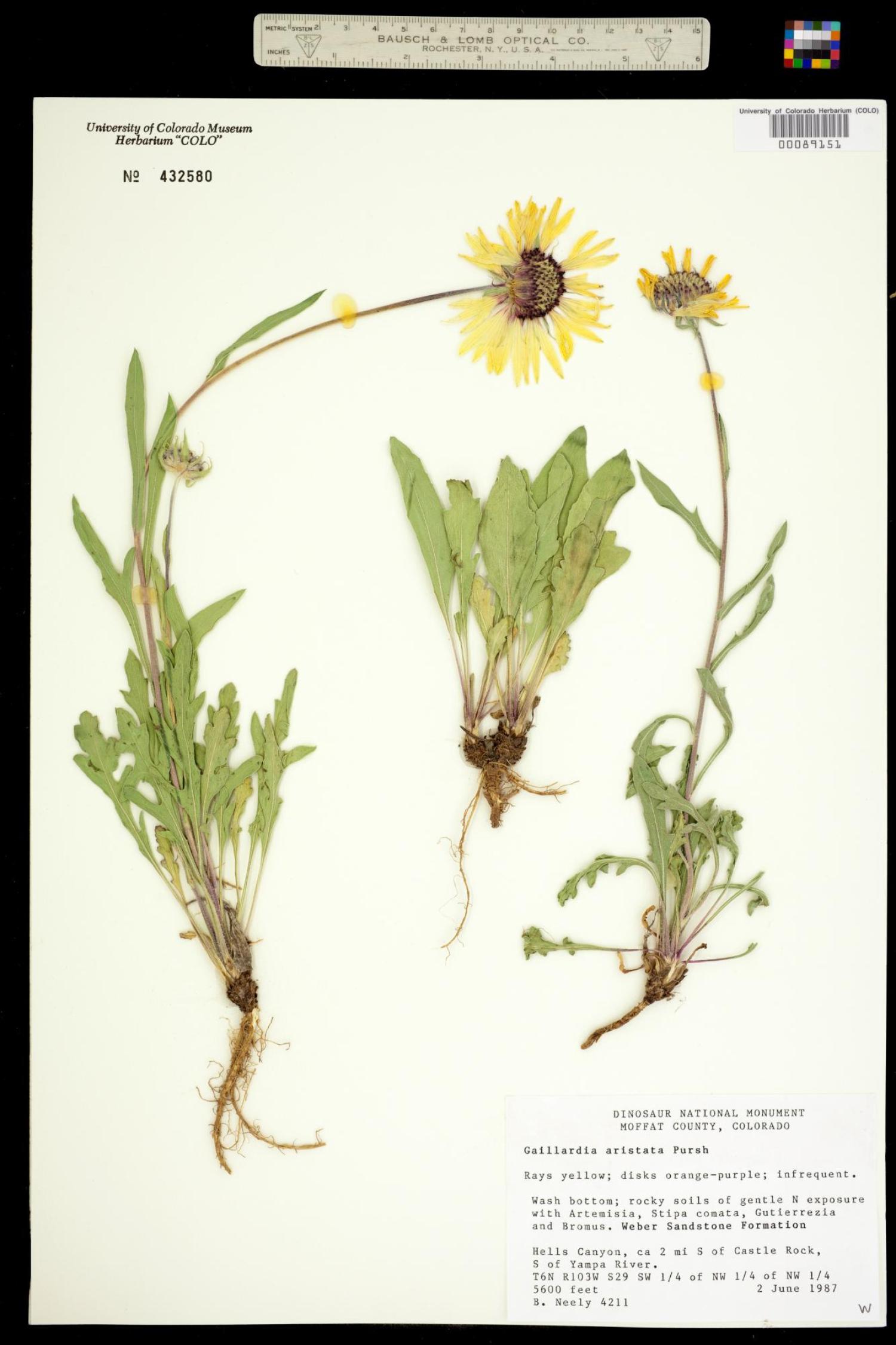 blanketflower specimen