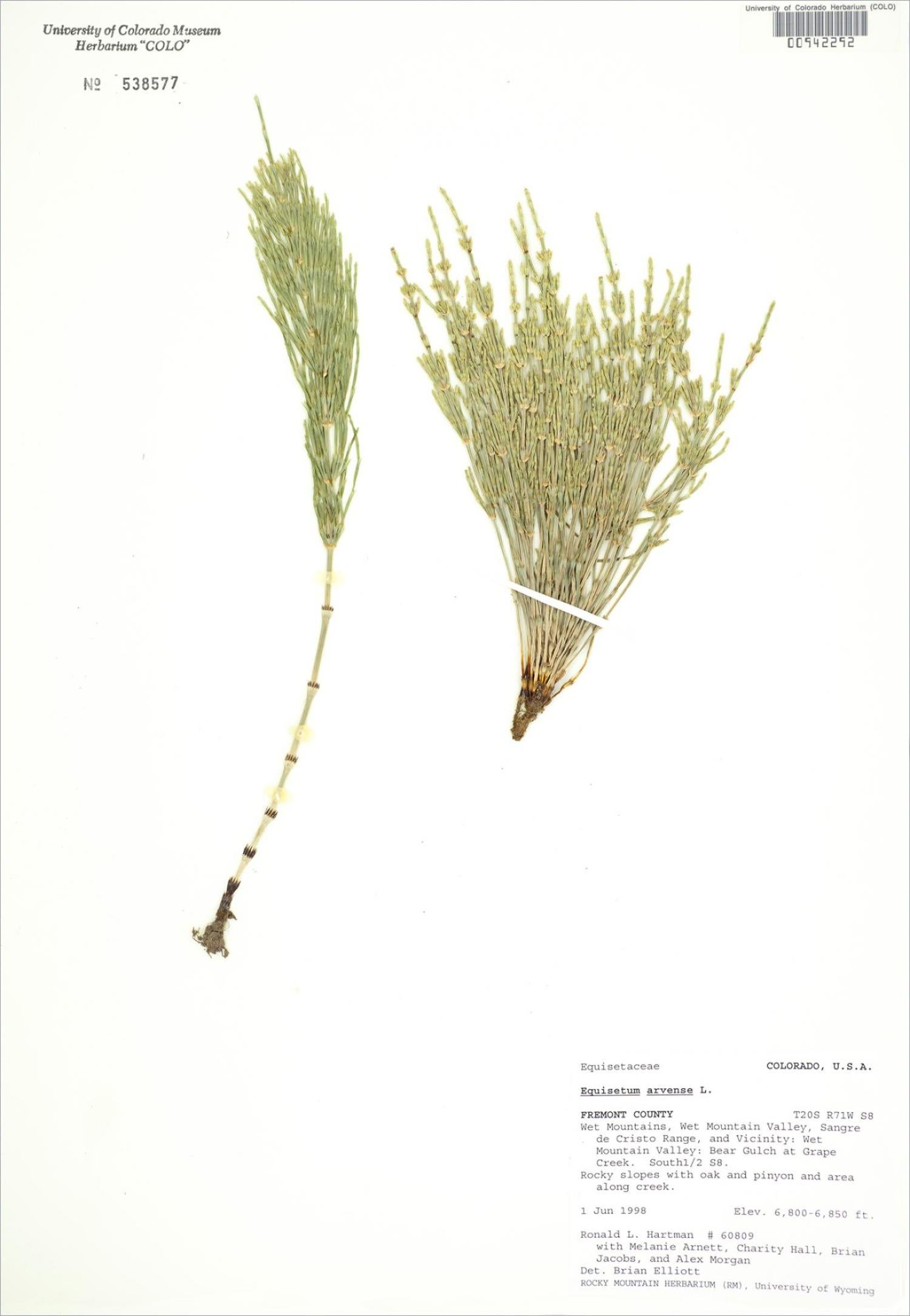 dried fern leaves on paper