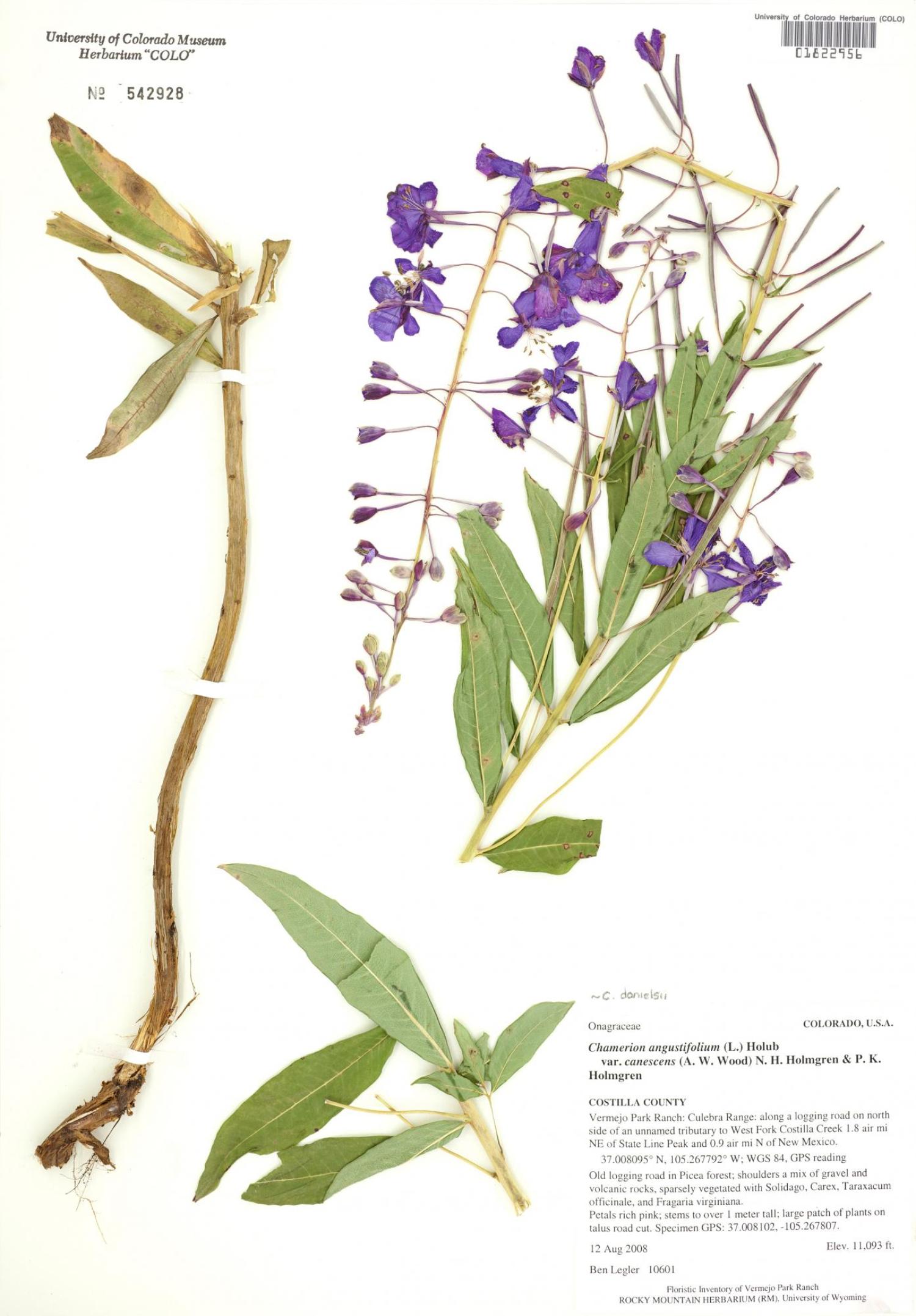 dried purple flowers
