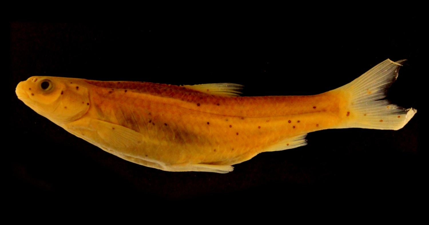 Great plains minnow