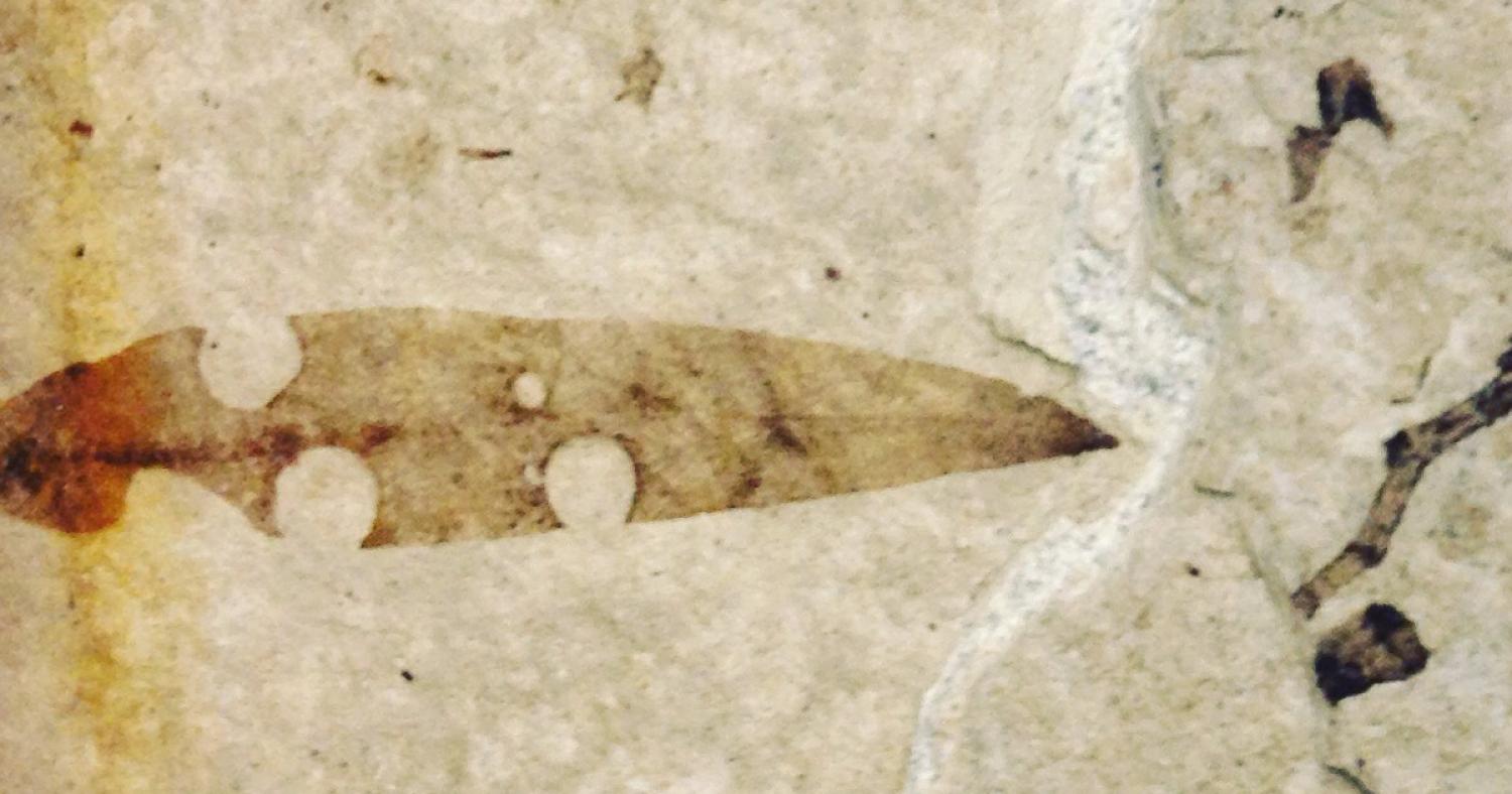 fossilized leaf