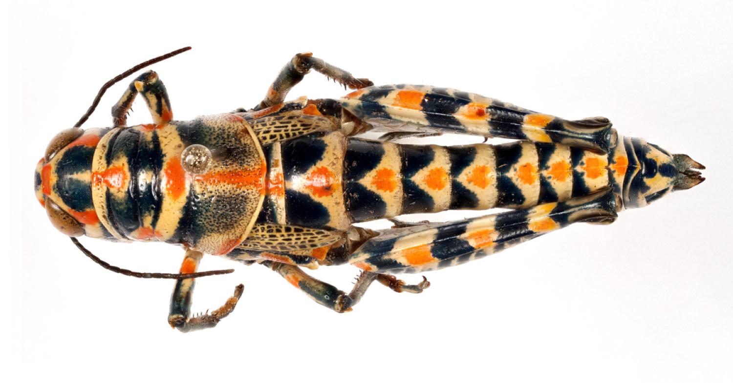 Pictured Grasshopper