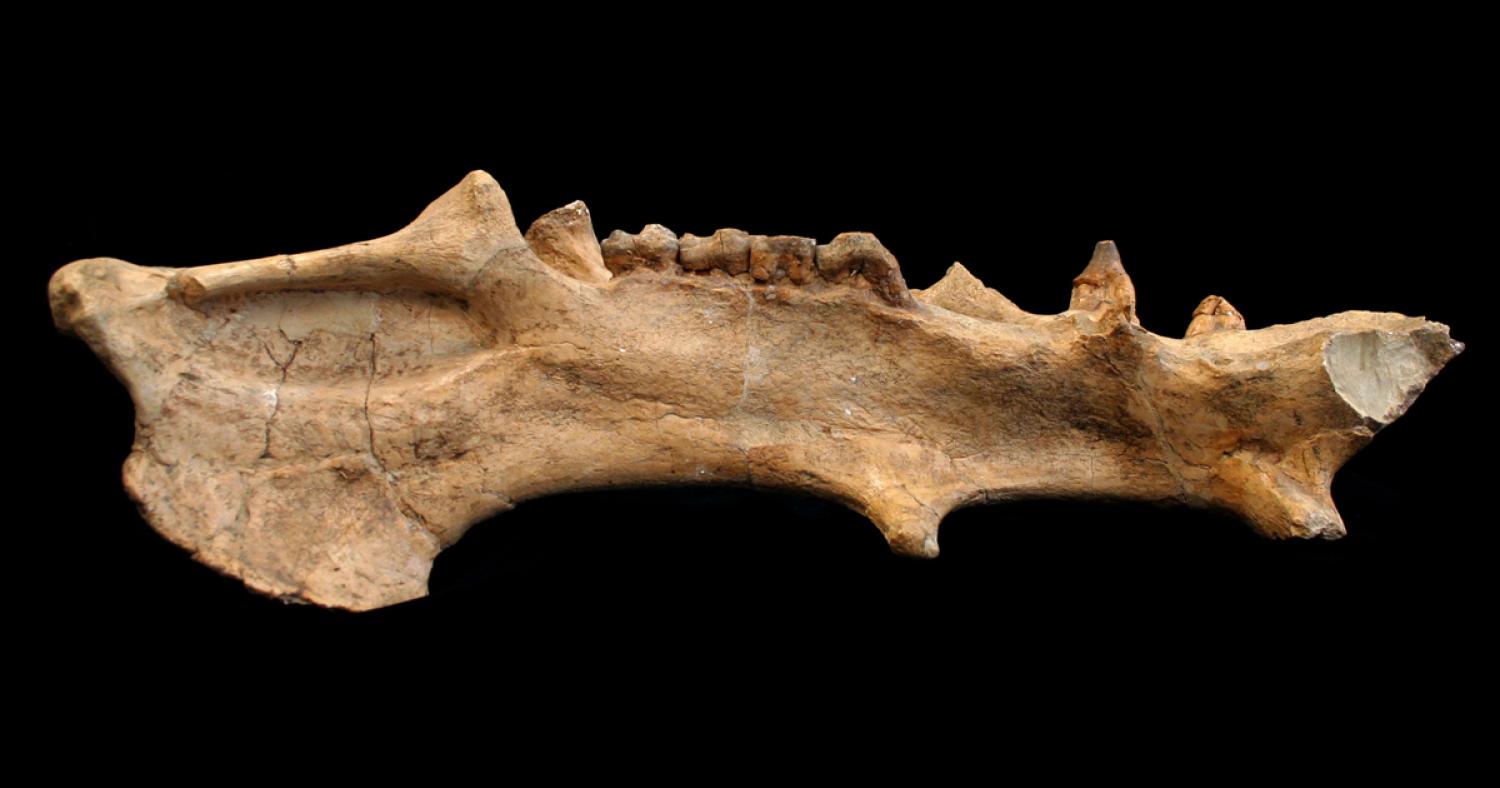 Archaeotherium