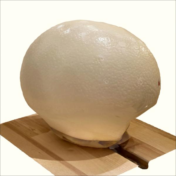 3D model of ostrich egg