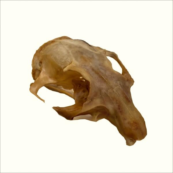 3D model of prairie dog skull