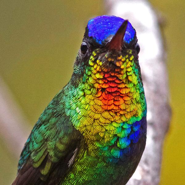 hummingbird showing brightly colored feathers in certain light