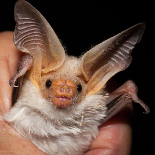 Pallid Bat