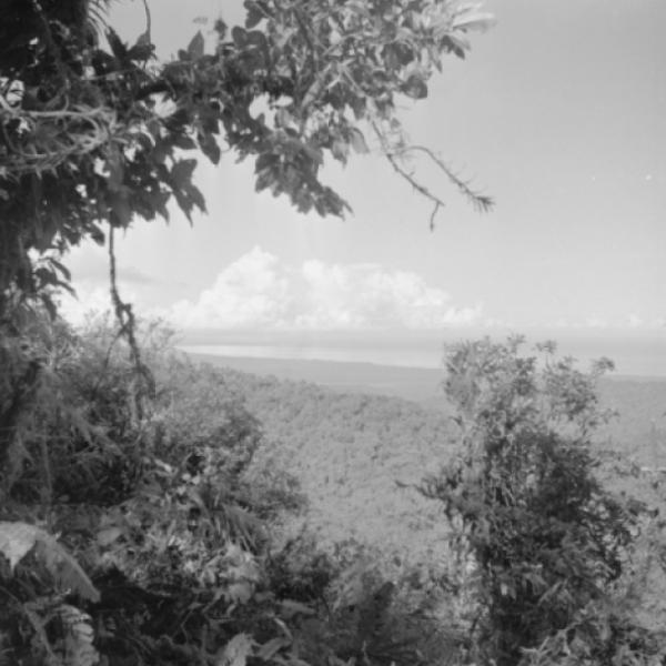 View of trees on hills, taken from above