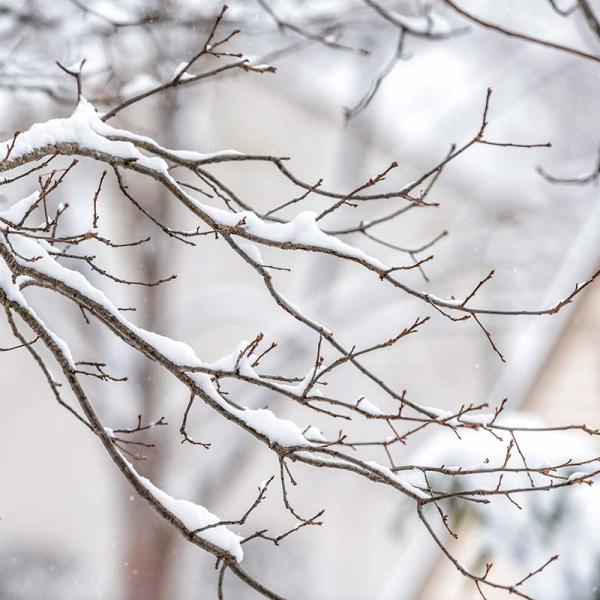 twigs on tree branch