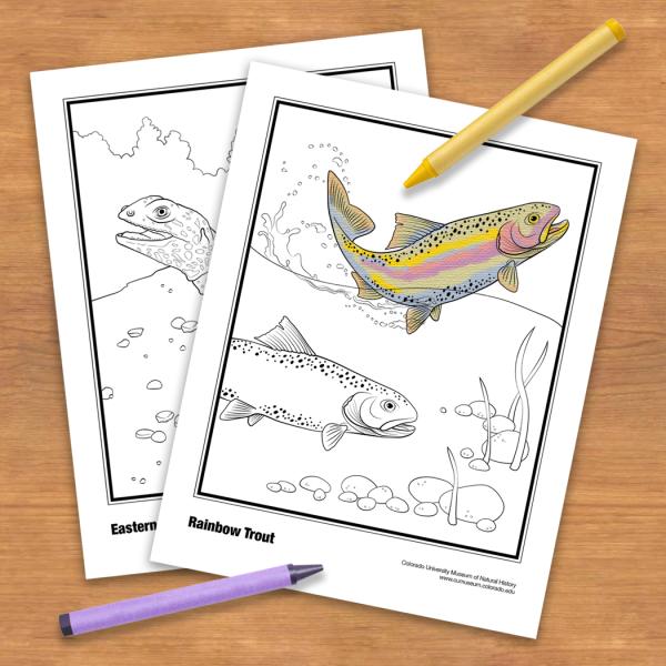 coloring book pages