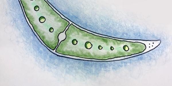 colored pencil and pen drawing of algae shapes