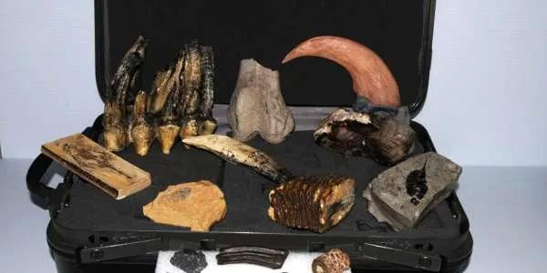 kit with various fossils of teeth and claws