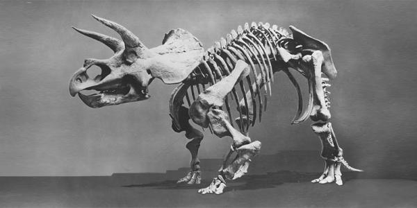 Historic photo of Triceratops cast while in Smithsonian collection