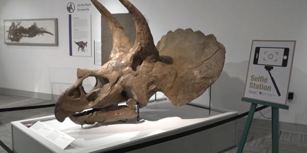 Triceratops skull