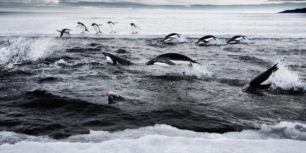 Penguins swimming in water