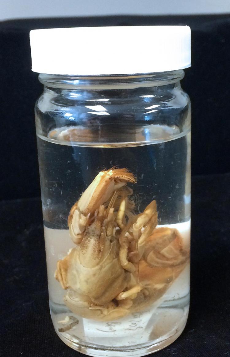 blue mud shrimp specimen in jar