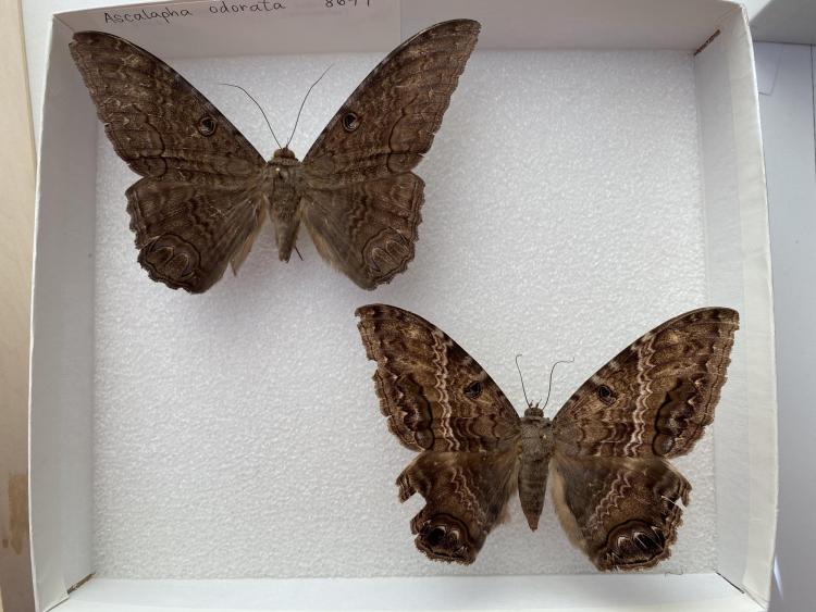 two large moths in collection case