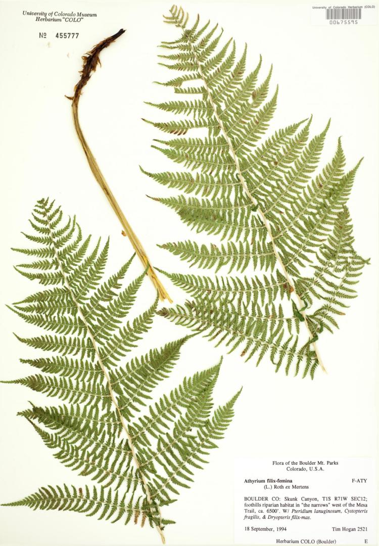 Dried fern specimen on paper.