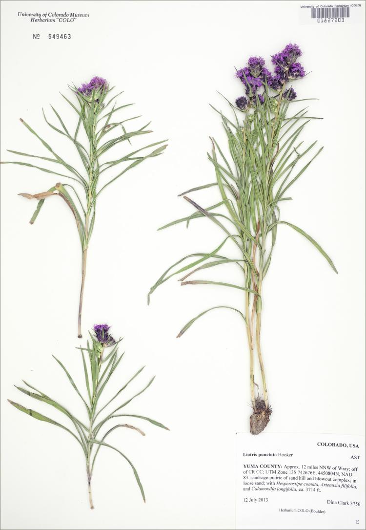 dried purple flowers with grassy leaves
