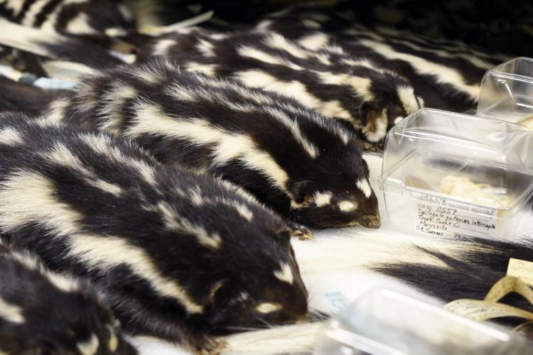 stuffed skin of spotted skunk in collection drawer