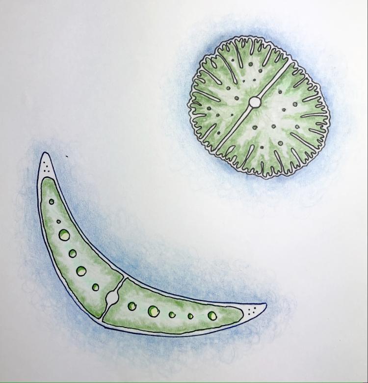 colored pencil and pen drawing of algae shapes