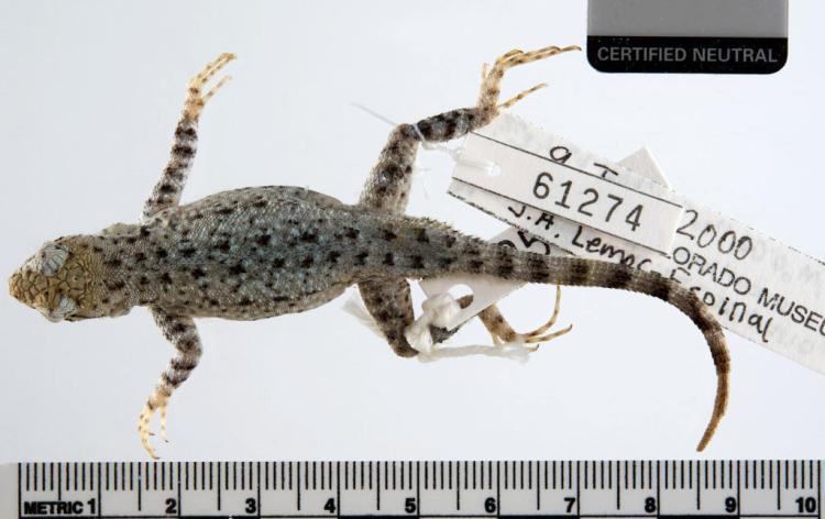 Canyon Lizard specimen looking from above