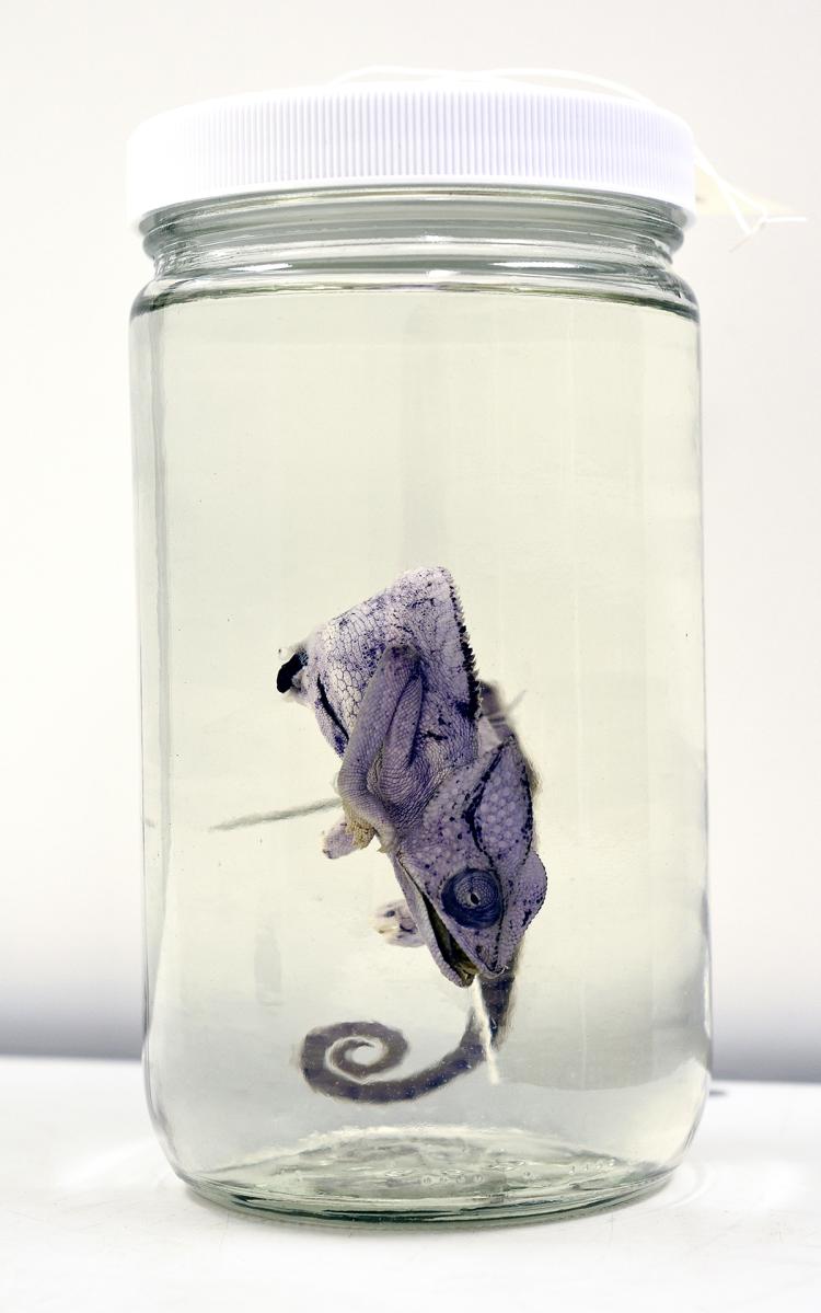 Bluish purple chameleon in jar upside down, suspended in liquid.