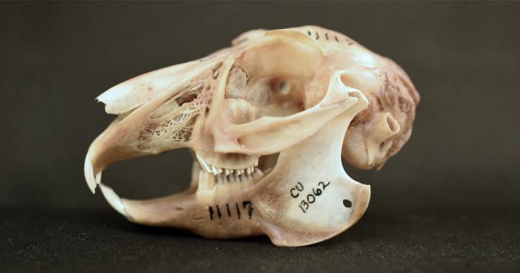 jackrabbit skull