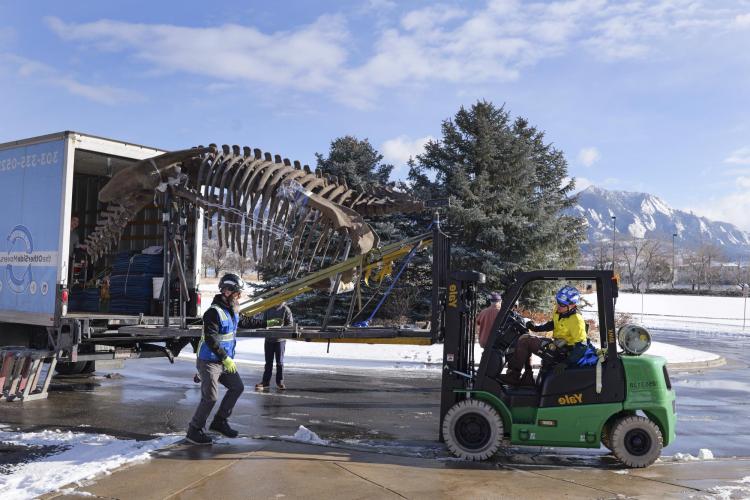 triceratops skeleton being unloaded from a moving truck with mountains in the background