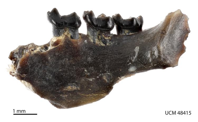 fossilized jaw bone
