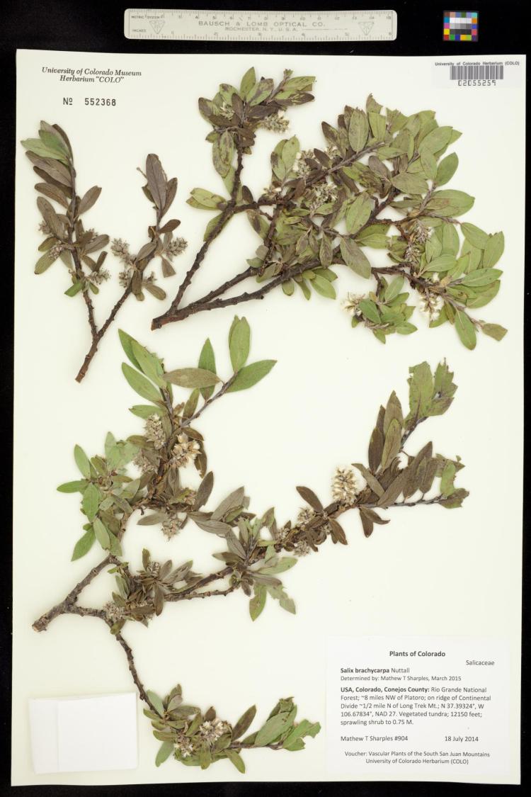 Short-Fruited Willow
