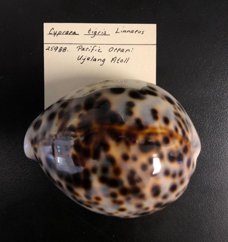 Shiny cowrie shell with brown spots