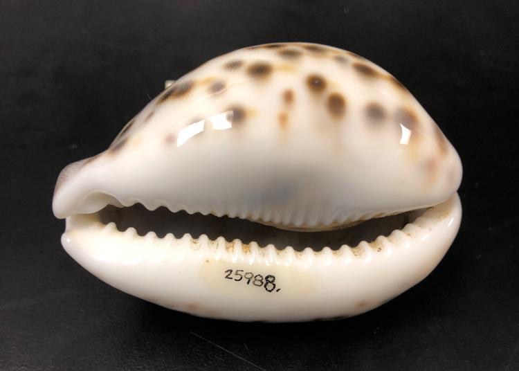 Tiger cowrie shell