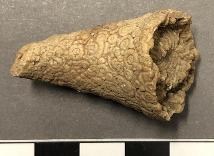 Fossilized coral in cone shape with small circle surface pattern