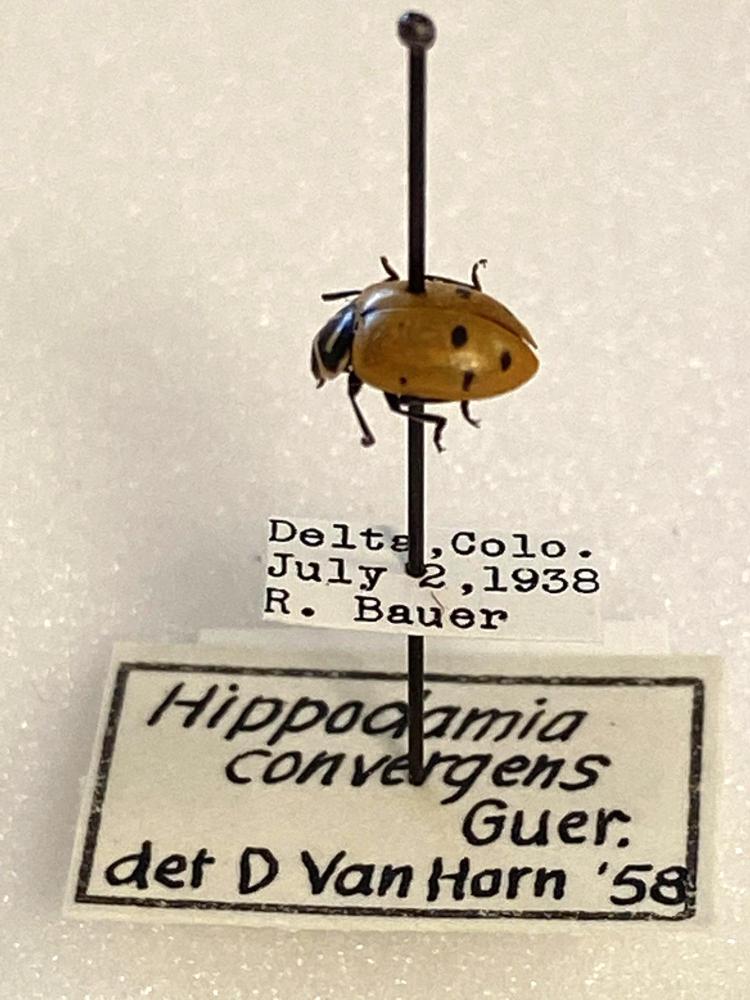 Alt Text: Small rounded insect is mostly red with black spots. This Hippodamia covergens or lady beetle specimen is shown pinned to a location tag which reads Delta, Colorado, July 2, 1938.