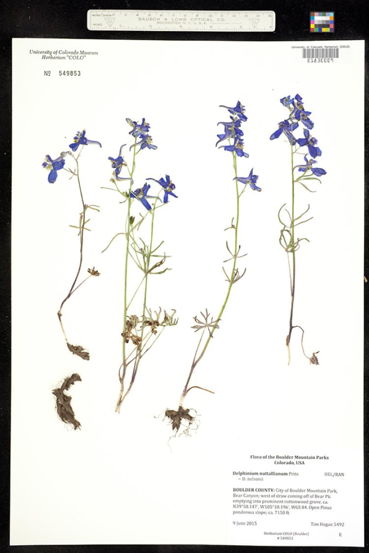 Five stems of pressed plants with very thin green leaves, and 2-5 blue flowers spaced along the upper third of each stem. Text describing where, when, and by whom the plants were collected.