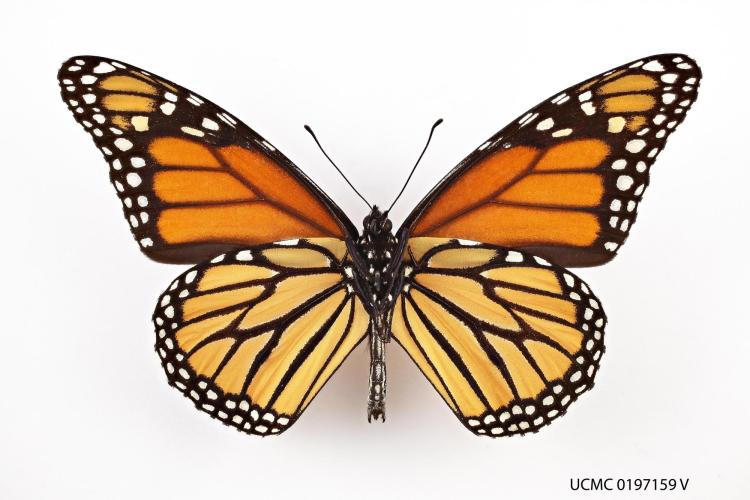 Monarch butterflly view from underside