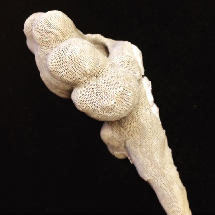 Lumpy, conical shell with tan net-like texture.