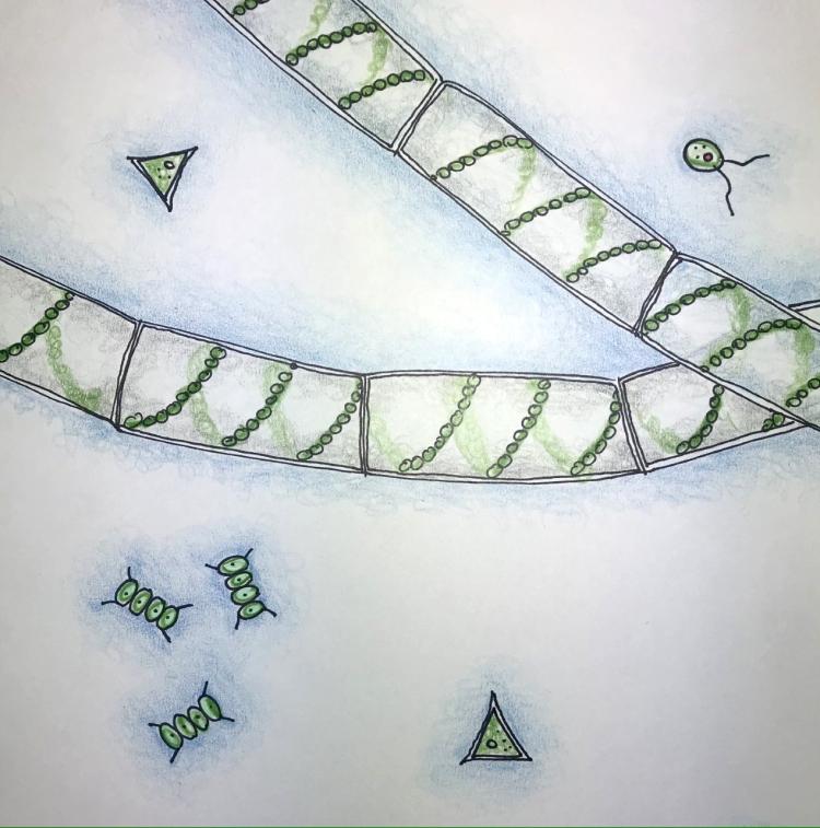 colored pencil and pen drawing of algae shapes