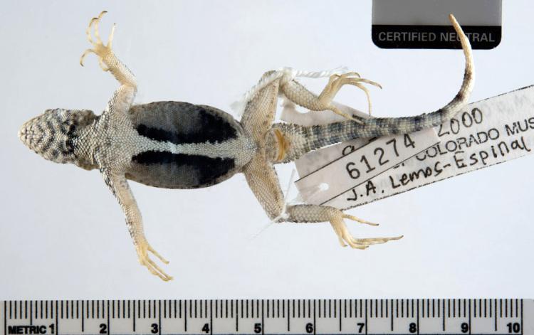 Canyon Lizard specimen looking from below